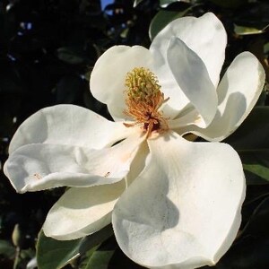 Southern Magnolia tree seeds 6/pack image 5