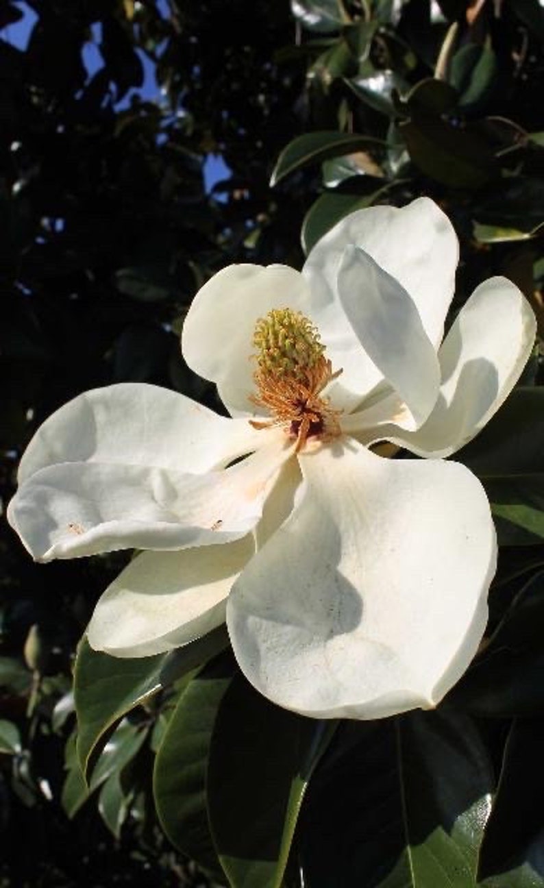 Southern Magnolia tree seeds 6/pack image 5