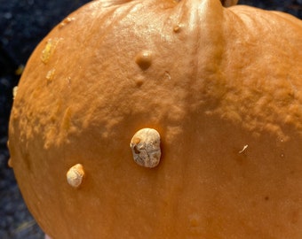Knucklehead pumpkin seeds