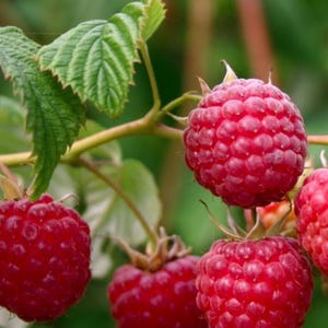 May include: A cluster of ripe, vibrant red raspberries hanging from a thin, light brown stem. The berries feature a textured, bumpy surface and are surrounded by several serrated, bright green leaves with visible veins.