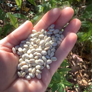Haricots tépari anciens - (une douzaine)
