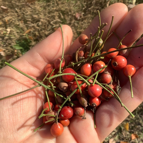 Wild rose seeds *non-gmo* 20 seeds~