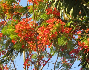 Royal Poinciana seeds 6/pack