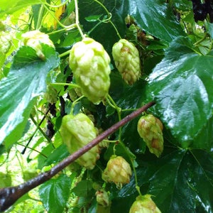 Wild Common Hops seeds (15/pack) Organic
