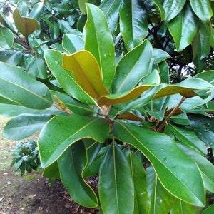 Southern Magnolia tree seeds 6/pack image 2