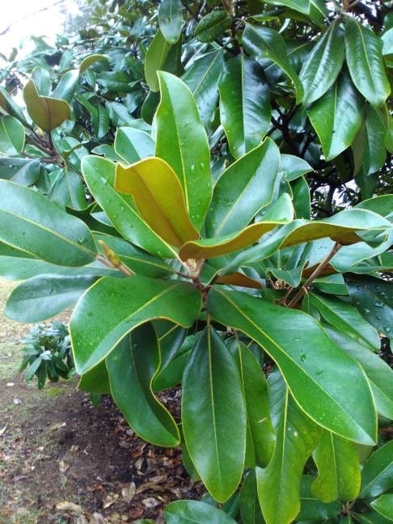 Southern Magnolia tree seeds 6/pack image 2