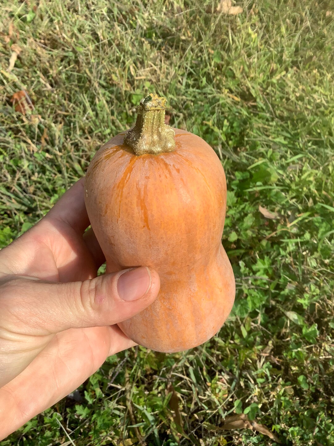 Honey Nut Squash Organic Non-gmo (20 Seeds) - Etsy