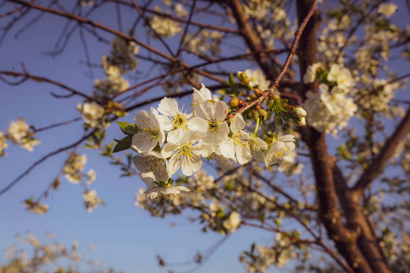 Traverse City Cherry Blossoms Spring Photo / Northern Michigan Etsy