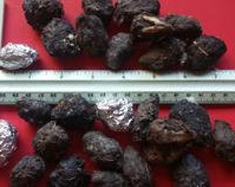 Small Owl Pellets Pack of 25 (1-1.5 inches)