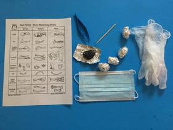 Home Project Owl Pellet Dissection Kit 