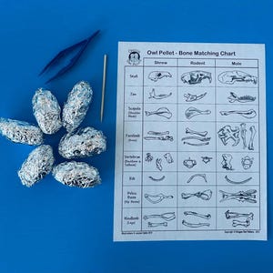 Könnte beinhalten: Eine Knochen-Zuordnungs-Tabelle für Eulengewölle, mit Illustrationen von Schädeln, Kiefern, Schulterblättern, Vorderbeinen, Wirbeln, Rippen, Beckenknochen und Hinterbeinen für Spitzmaus, Nagetier und Maulwurf. Die Tabelle ist auf weißem Papier gedruckt und wird von sechs in Alufolie verpackten Eulengewöllen begleitet.