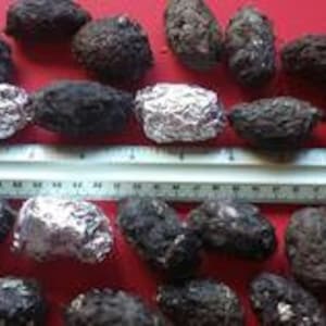 Medium Barn Owl Pellets 1 1/2 inch & up