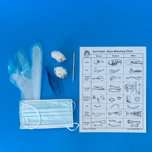 Owl Pellet Dissection Kit Individual