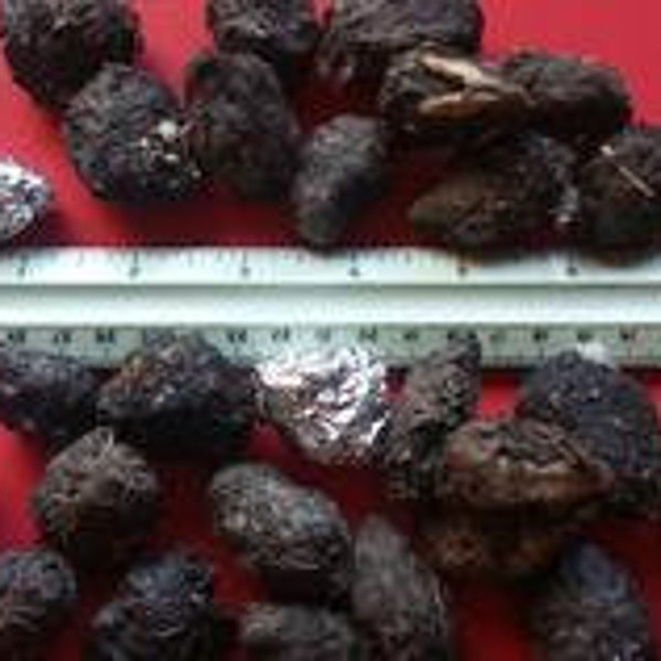 6 Small Owl Pellet Pack (1-1.5 inch)