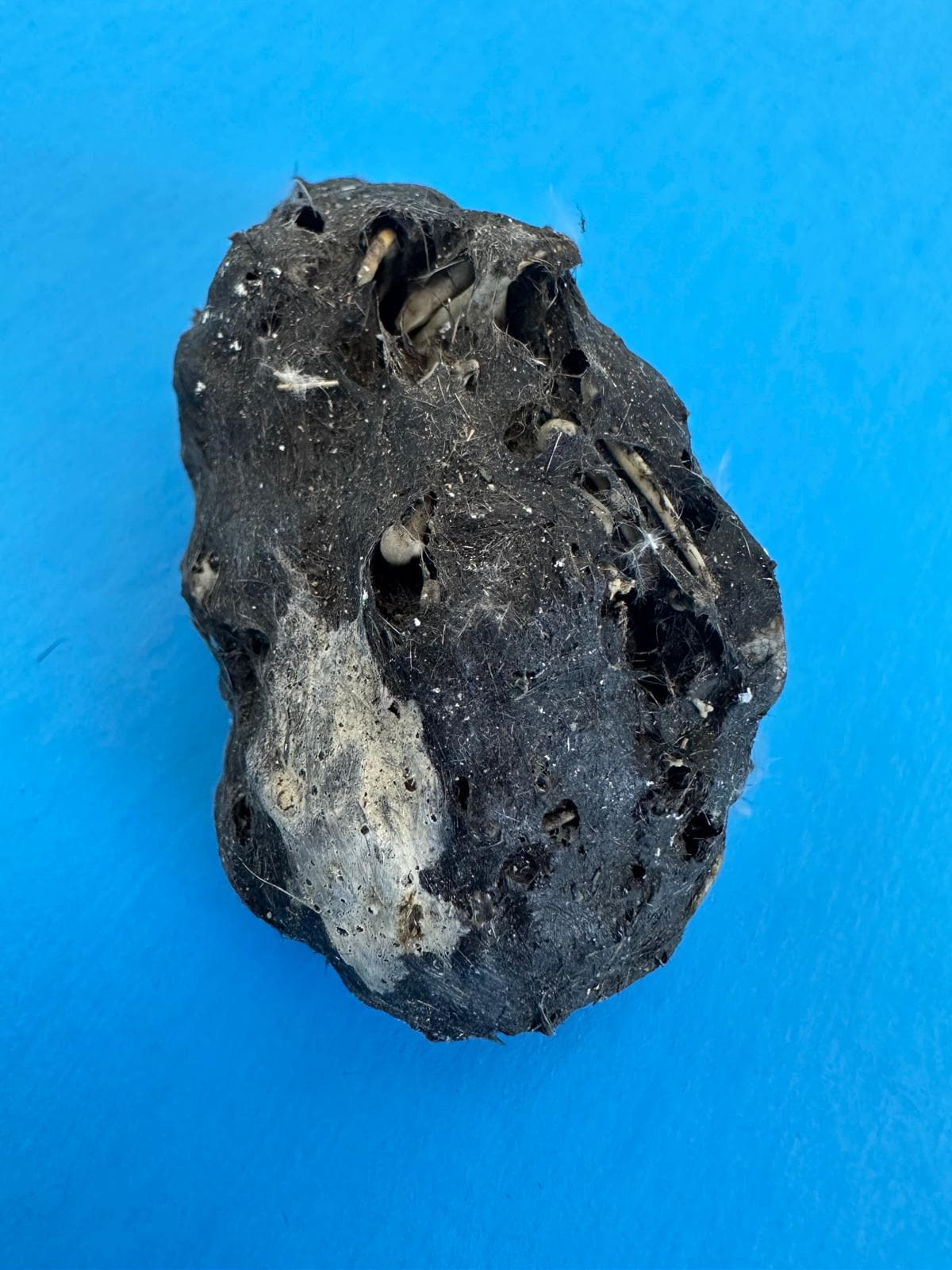 Barn Owl Pellets 1.5-2 Inches (Pack Of 25) - Sterilized For Classroom Dissection