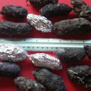 Large Barn Owl Pellets 2 inches & up