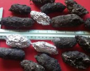 Large Barn Owl Pellets 2 inches & up