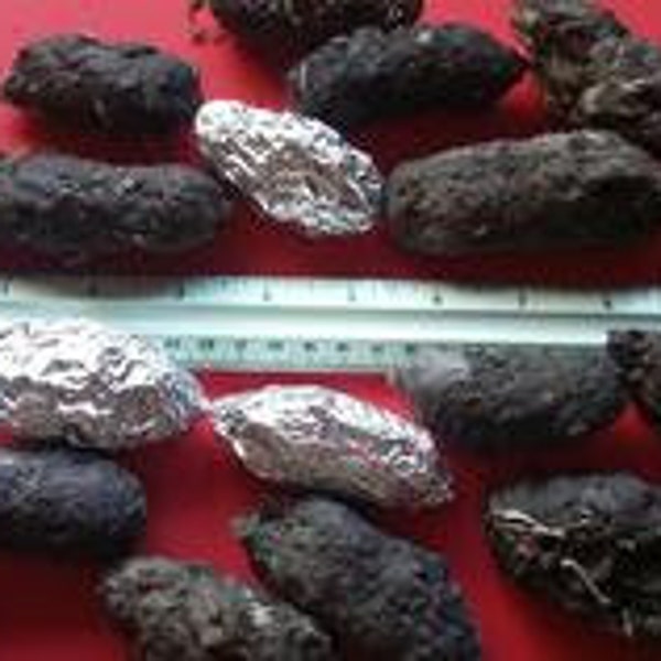 Large Barn Owl Pellets 2 inches & up