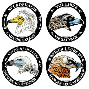Lot de 4 stickers VAUTOURS Starter pack nécrophages à plume et charisme en vol