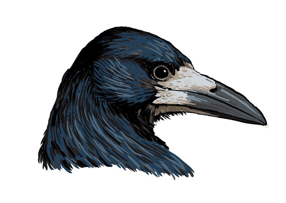 Carte Postale Corbeau Freux Portrait D Un Oiseau Noir Au Etsy