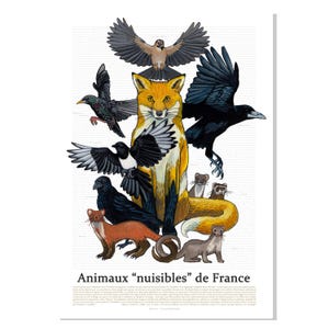 Poster sui parassiti francesi: Corvidi e mustelidi nella loro luce migliore