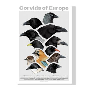Naturforscherplakat europäischer Rabenvögel, aller Arten von Spanien bis zum Ural!