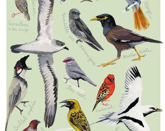 Affiche des oiseaux de la Réunion collection d'oiseaux colorés pour apprentissage léger Zoizo péi