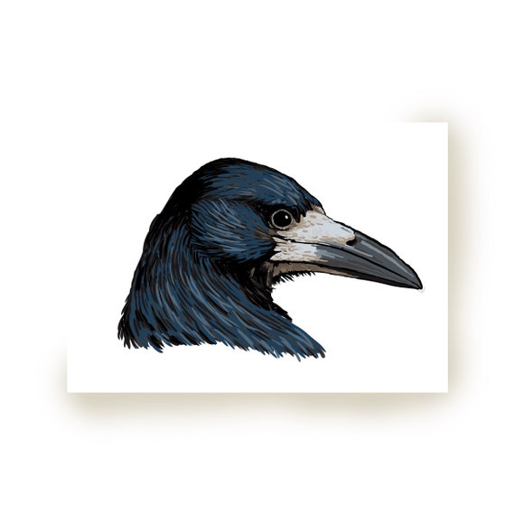 Carte Postale Corbeau Freux Portrait D Un Oiseau Noir Au Etsy