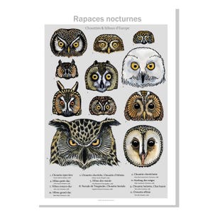 Poster naturalistico dei gufi europei per imparare a riconoscere tutti i rapaci notturni