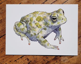 Carte postale Crapaud vert - Bufotes viridis