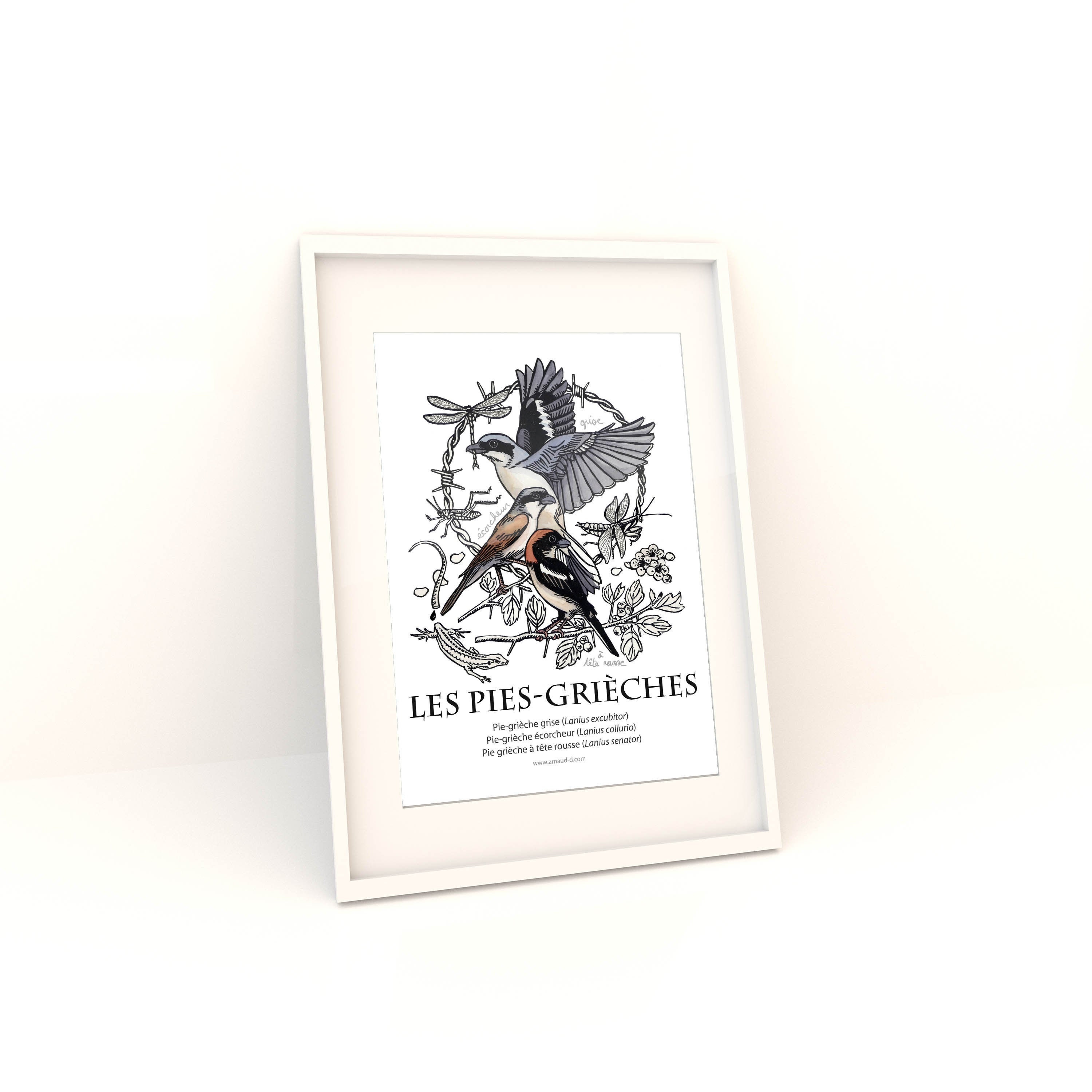 Affiche Pies-Grièches, Oiseaux Des Haies en Majesté, Passereaux Rares