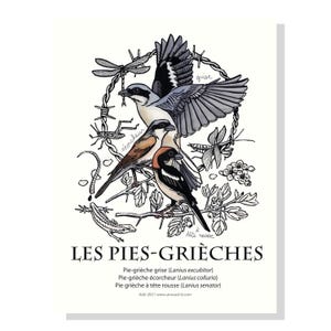 Poster di averle, uccelli da siepe in maestà, rari passeriformi