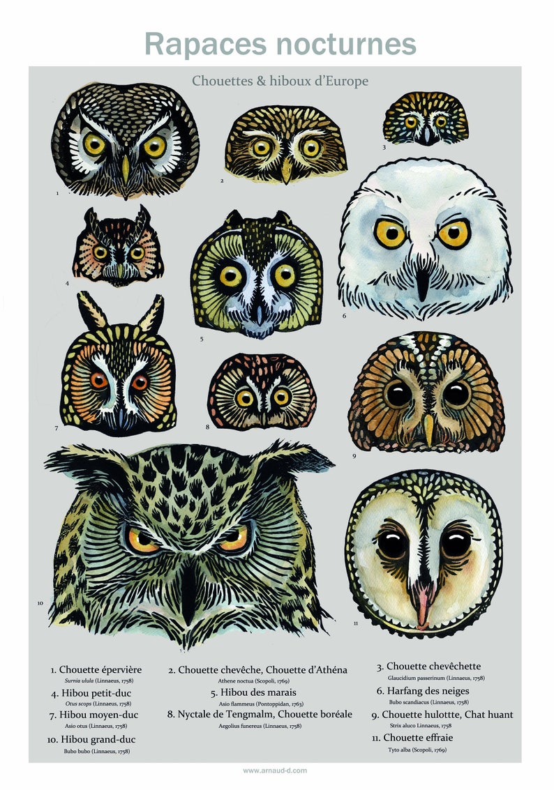 Naturalist Poster Owls And Owls Of Europe To Learn To Etsy