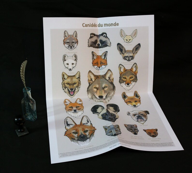 Naturalist Poster Canidae of the World Educational Approach to the ...