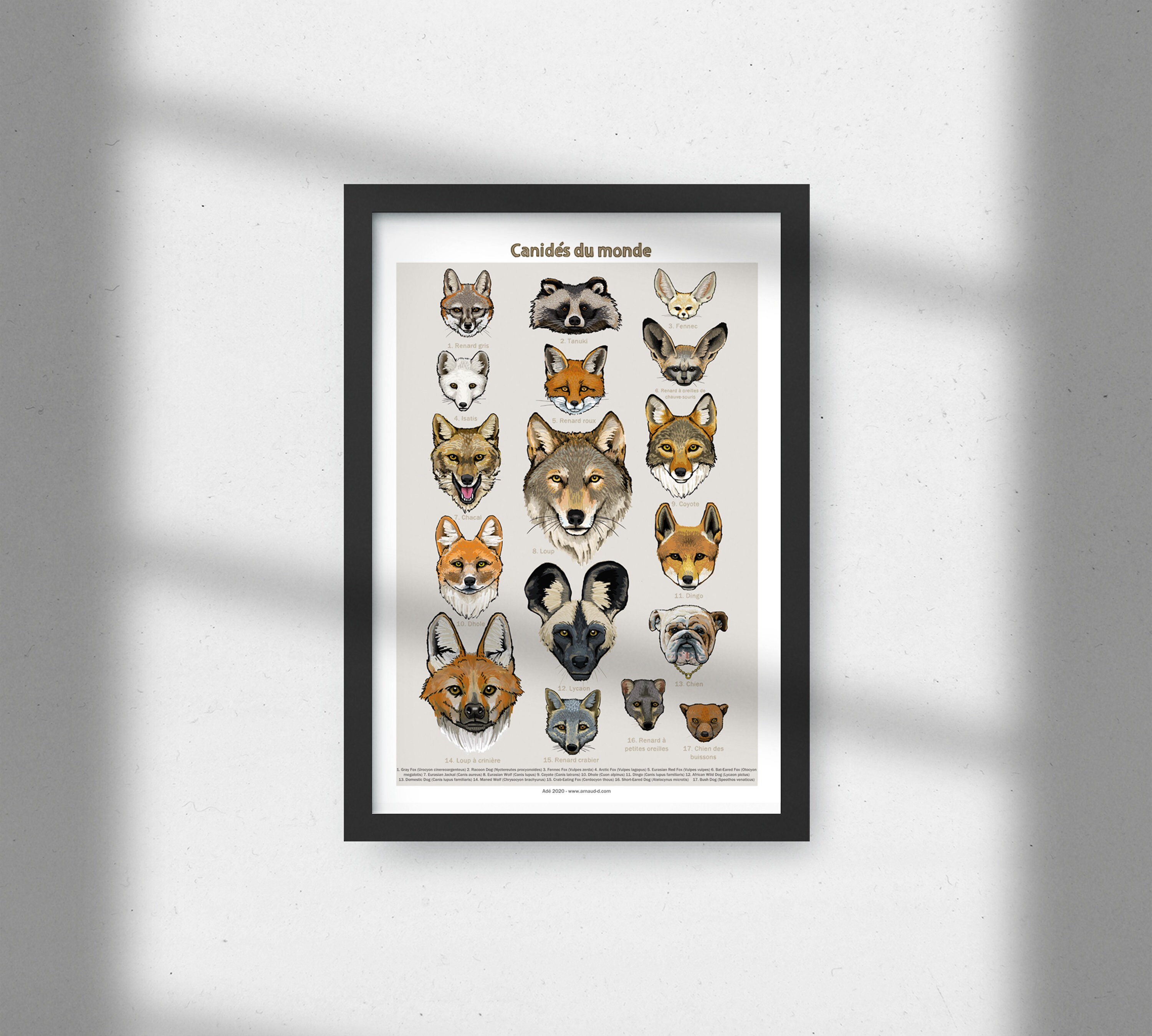 Naturalist Poster Canidae of the World Educational Approach to the ...