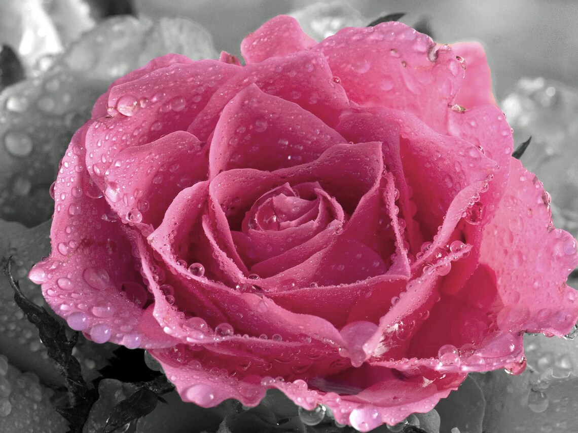 Pink Rose Printable Wall Art Photography, Floral Digital Download ...