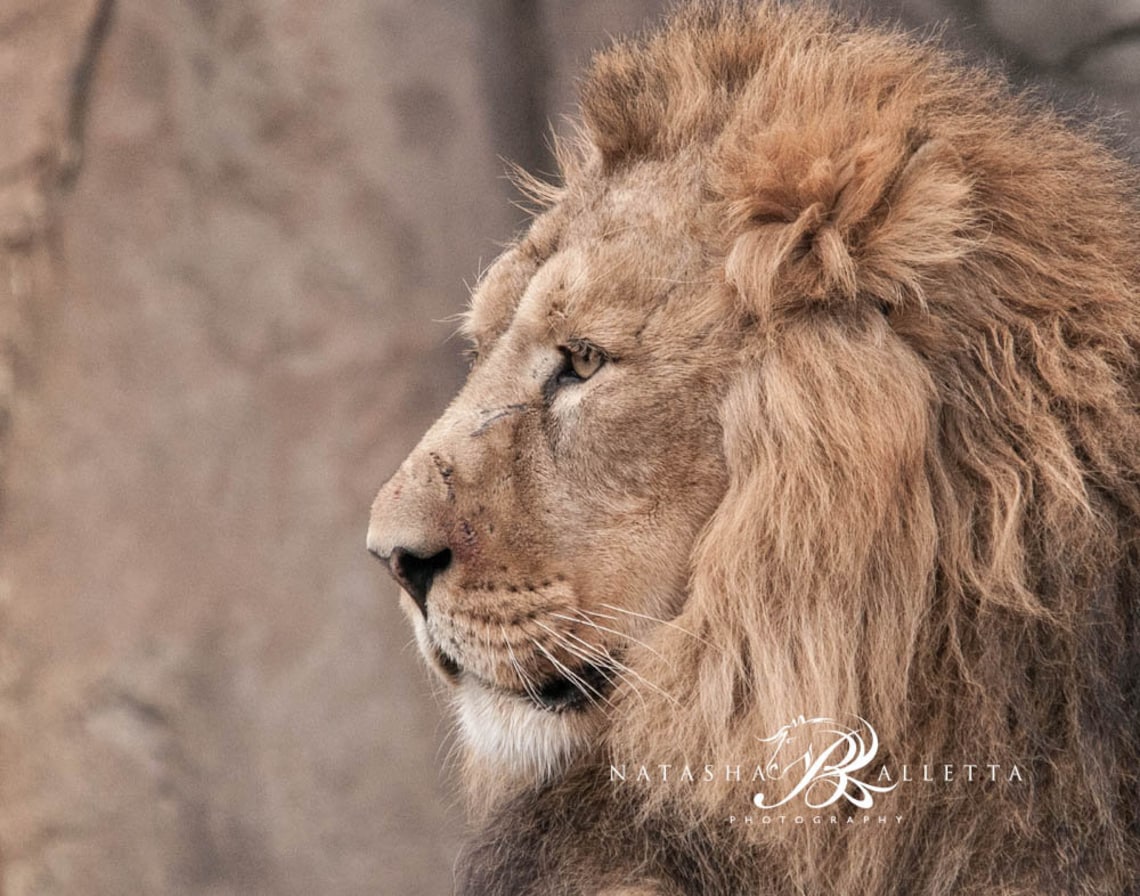 Lion Print Printable Lion Photography Kids Room Poster - Etsy