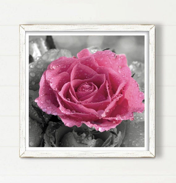 Pink Rose Printable Wall Art Photography Floral Digital | Etsy
