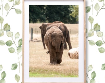 Elephant portrait photography prints, Elephant printable nursery wall art, Safari animal digital download, Elephant download, Elephant decor