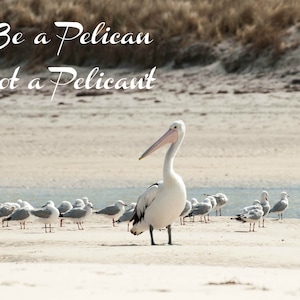 Positive quote digital download, &#39;Be a pelican not a pelicant&#39; Motivational quotes printable, Therapy room wall art, Students room decor