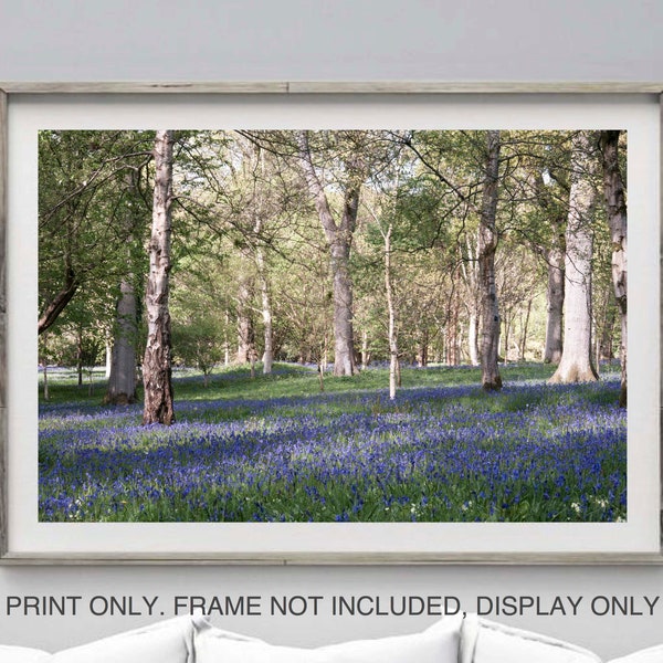 Woodland bluebell print, Printable wall art, Digital download Uk Landscape, England photography nature wall decor, Silver birch trees