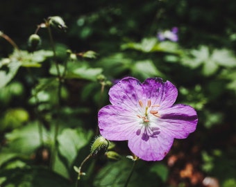 Wild Germanium Botanical Floral Nature Print - Travel Photography, Wall Art Decor, Landscape Photography, Wilderness Photo, Flower Print