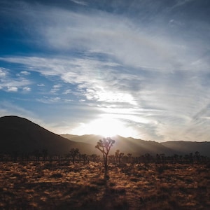 Joshua Tree Sunset - Landscape Photography, Palm Springs, Travel Photography, Yucca Valley, Desert Print, Vibe, Wall Decor, California Photo