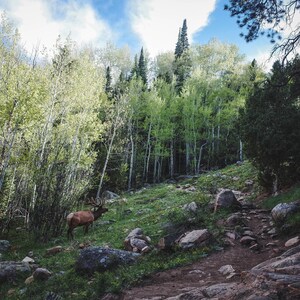 Rockies Elk Nature Print - Travel Photography, Wall Art Decor, Landscape Photography, Wilderness Photo, National Park Print