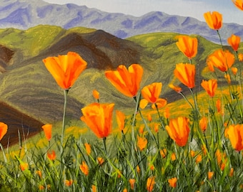 Kalifornischer Mohn Blüte