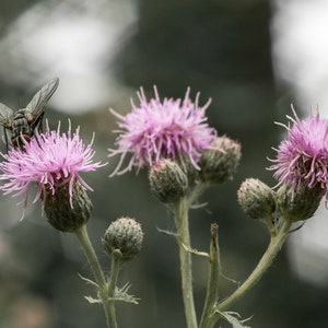 May include: A close-up shot of a thistle plant with three vibrant, pink flowers in full bloom. A fly rests on one of the flowers. The image is set against a blurred, green and gray background, highlighting the plant's details.