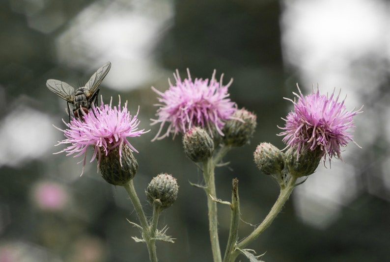 May include: A close-up shot of a thistle plant with three vibrant, pink flowers in full bloom. A fly rests on one of the flowers. The image is set against a blurred, green and gray background, highlighting the plant's details.
