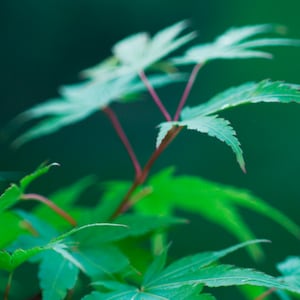 May include: Close-up of vibrant green Japanese maple leaves against a dark green background. The leaves have a delicate, palmate shape with finely serrated edges. The stems are a reddish-brown color, creating a striking contrast with the bright green foliage.