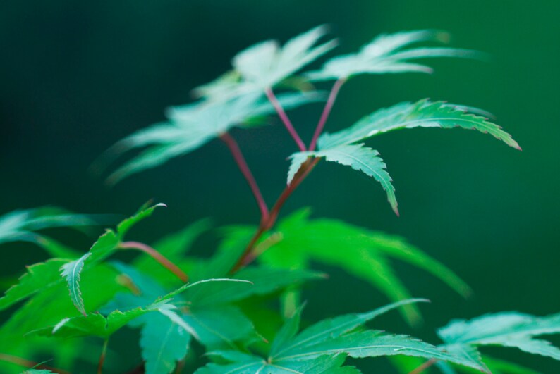 May include: Close-up of vibrant green Japanese maple leaves against a dark green background. The leaves have a delicate, palmate shape with finely serrated edges. The stems are a reddish-brown color, creating a striking contrast with the bright green foliage.