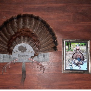 Turkey Fan Mount, multiple beards. image 9